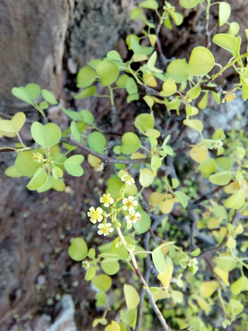 Euphorbia californica photo 5