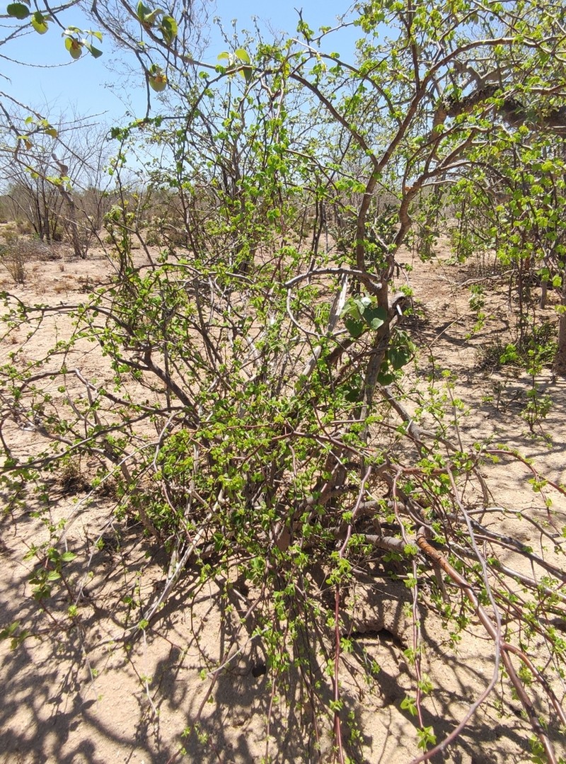 Euphorbia californica photo 6