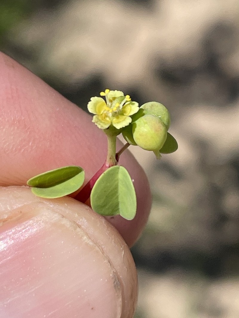 Euphorbia californica photo 7