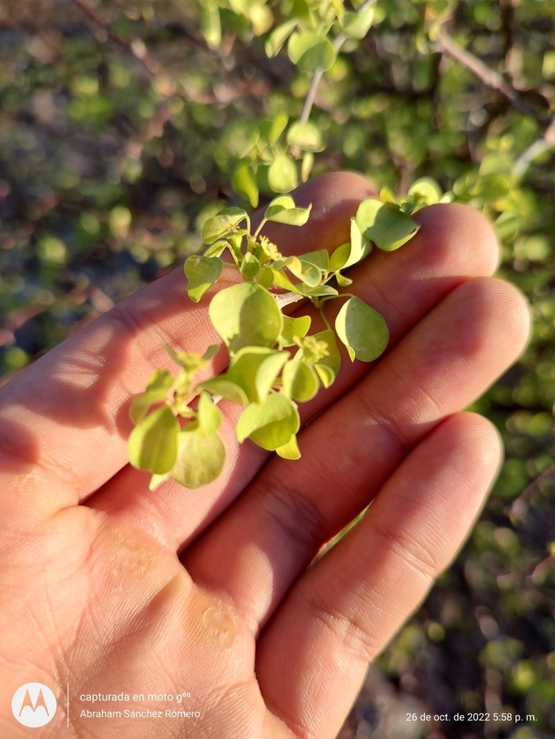 Euphorbia californica photo 8