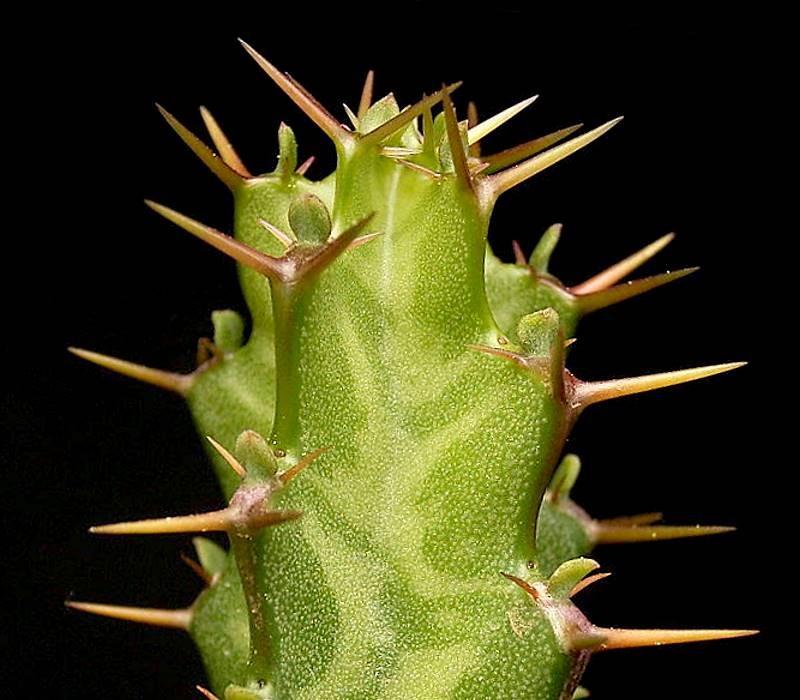 Euphorbia caloderma
