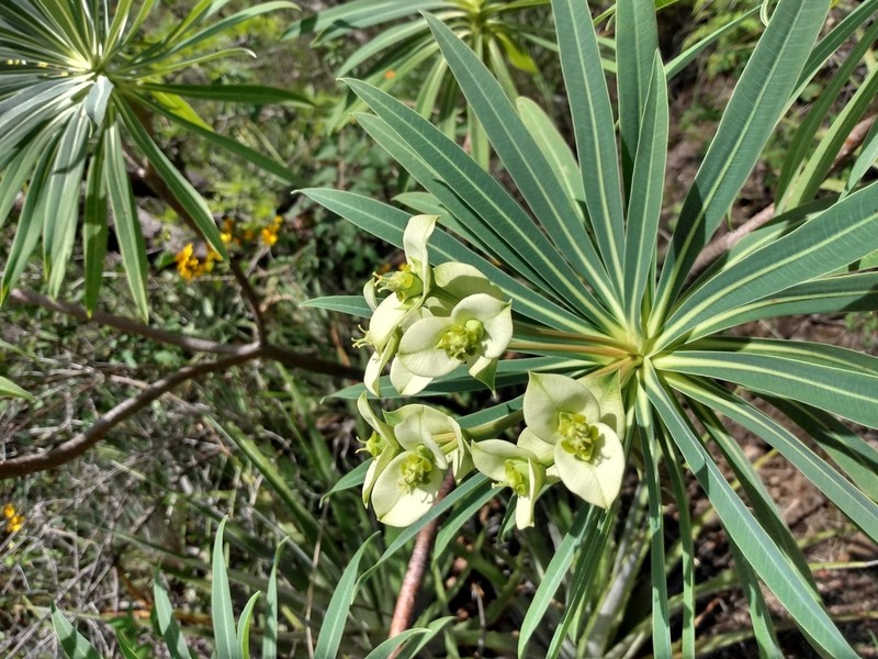 Euphorbia calyculata