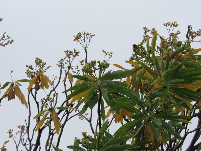 Euphorbia calyculata photo 2