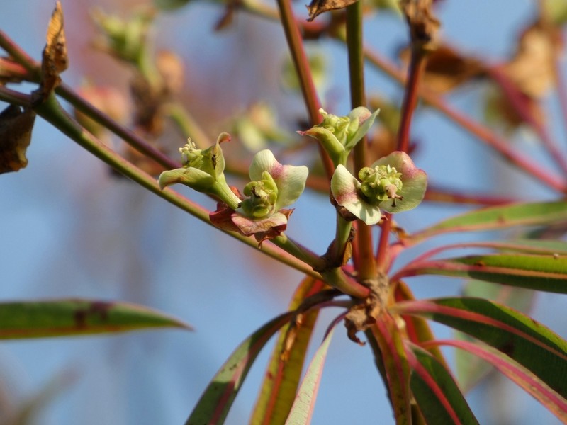 Euphorbia calyculata photo 3