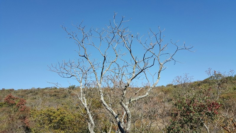 Euphorbia calyculata photo 5