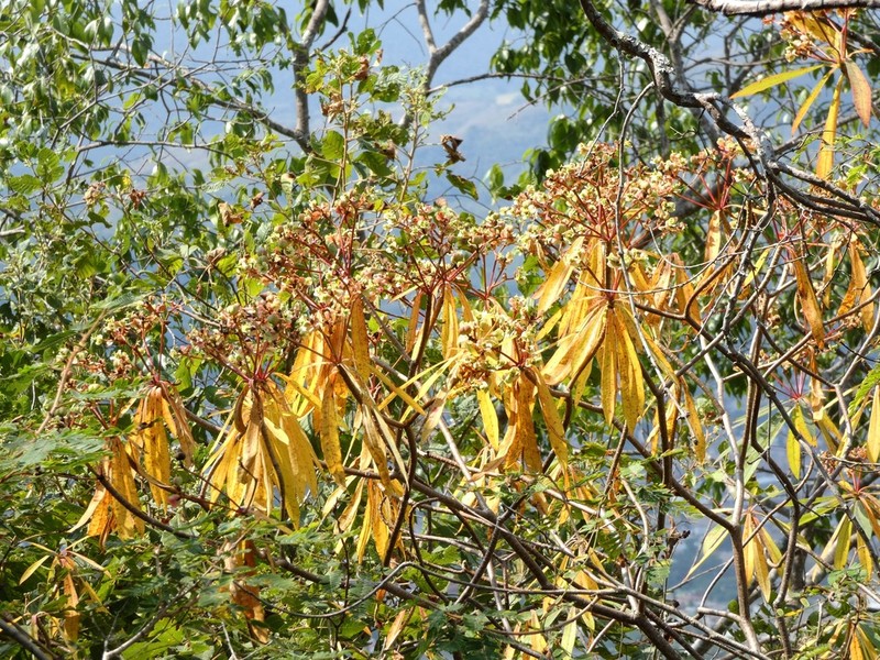 Euphorbia calyculata photo 6