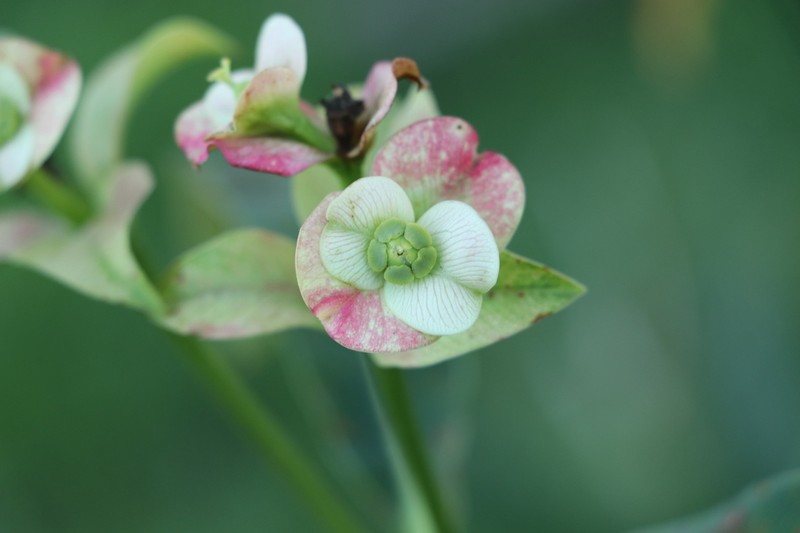 Euphorbia calyculata photo 7