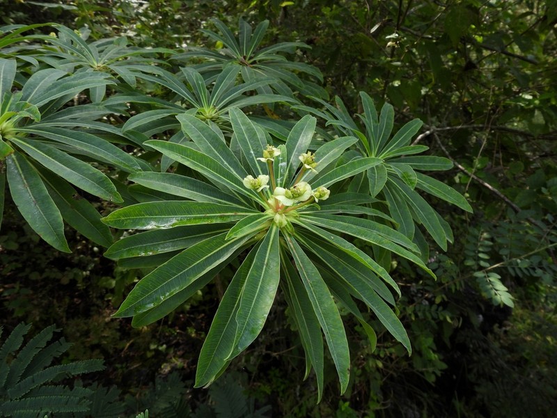 Euphorbia calyculata photo 8