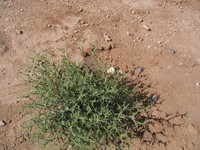 Euphorbia calyptrata