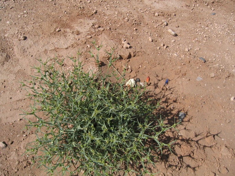 Euphorbia calyptrata