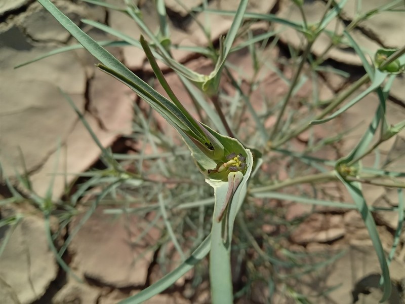 Euphorbia calyptrata photo 2