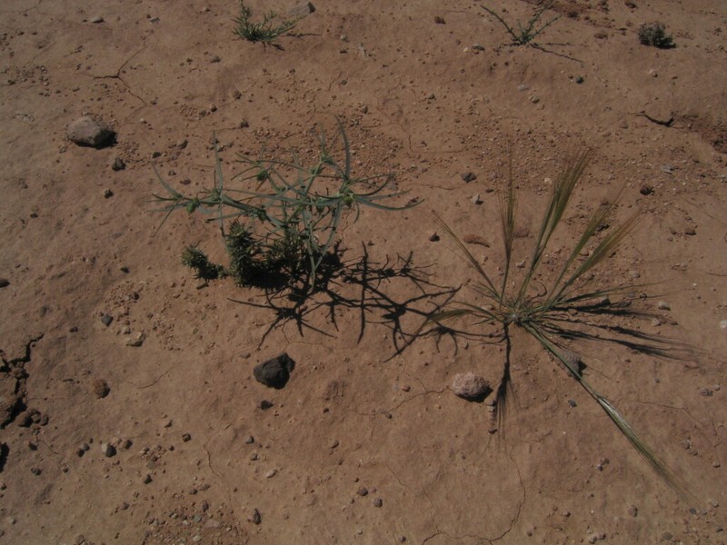 Euphorbia calyptrata photo 3