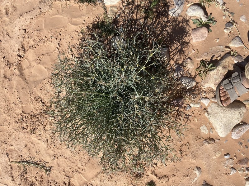 Euphorbia calyptrata photo 5