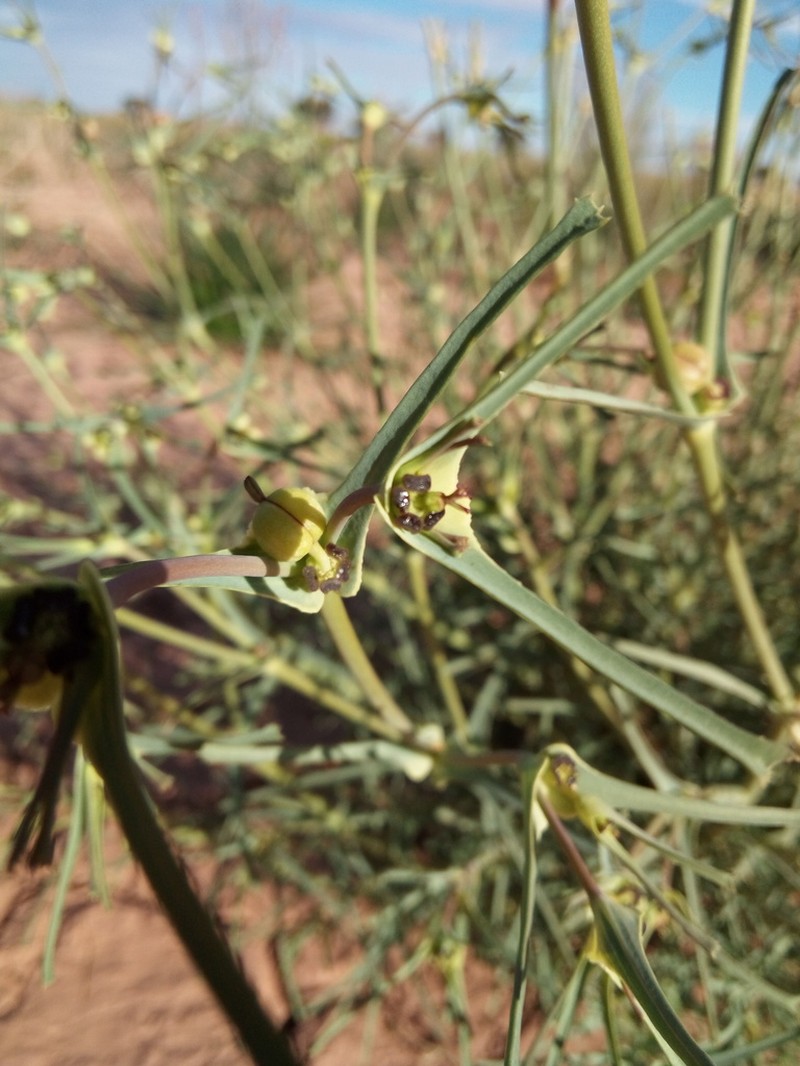 Euphorbia calyptrata photo 6