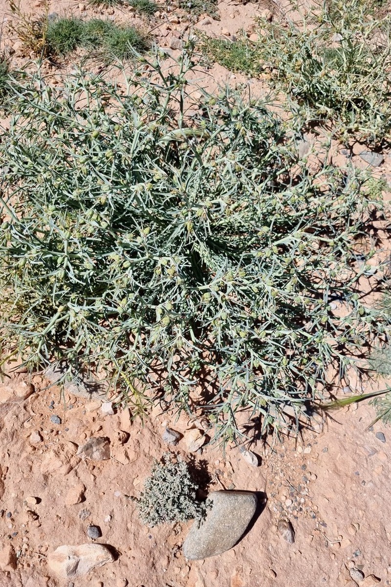 Euphorbia calyptrata photo 7