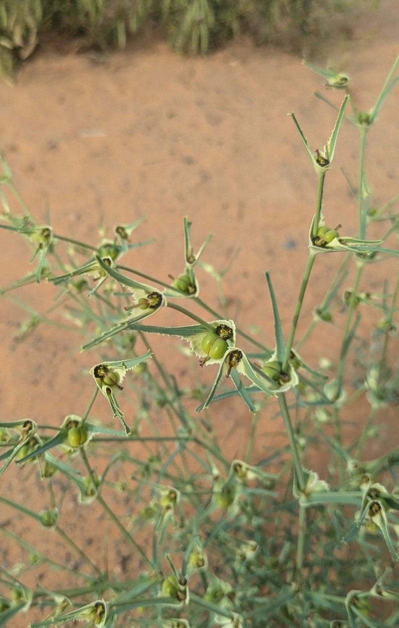 Euphorbia calyptrata photo 8