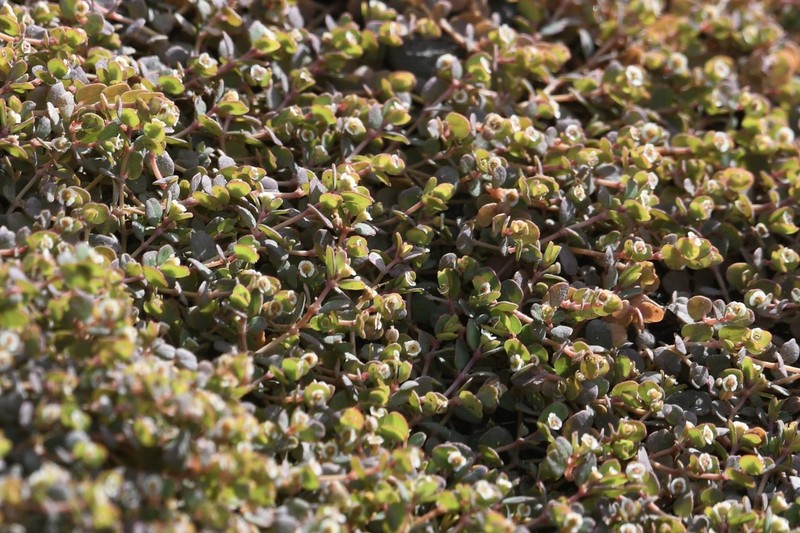 Euphorbia camagueyensis photo 2