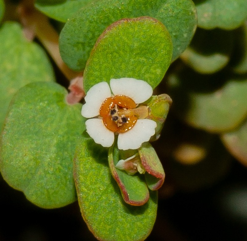 Euphorbia camagueyensis photo 4