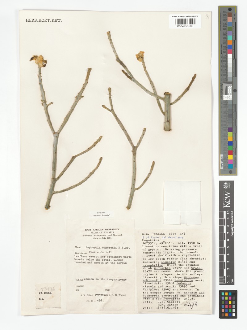 Euphorbia cameronii photo 3
