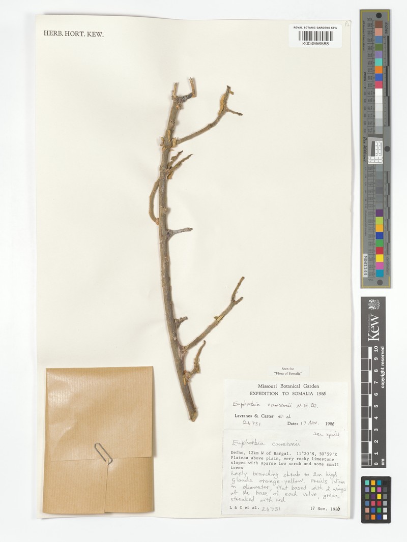 Euphorbia cameronii photo 4