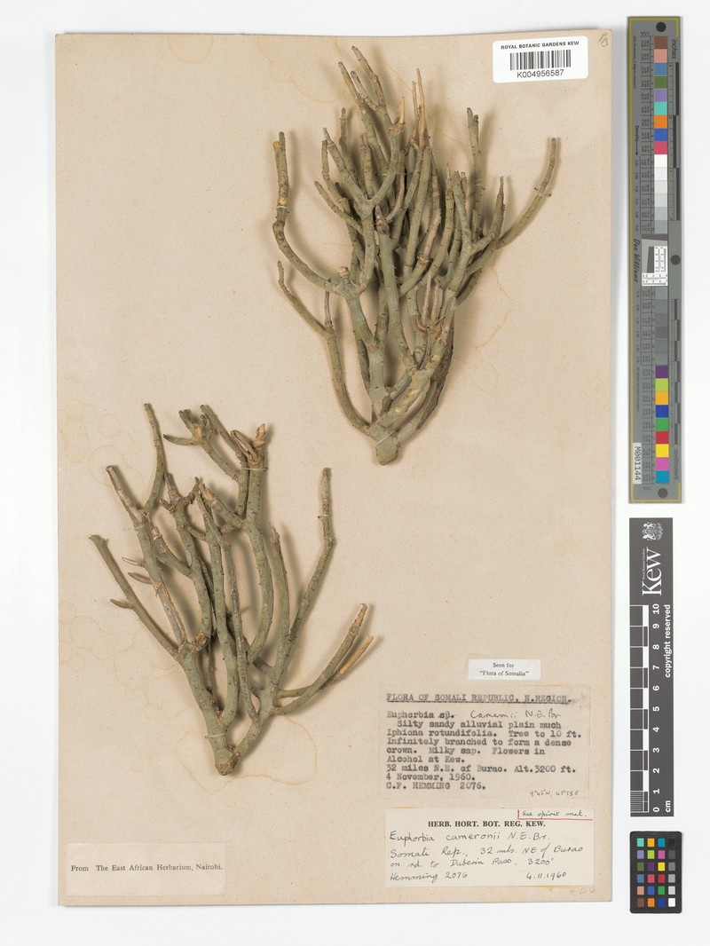 Euphorbia cameronii photo 5