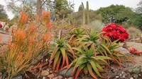 Euphorbia cameronii