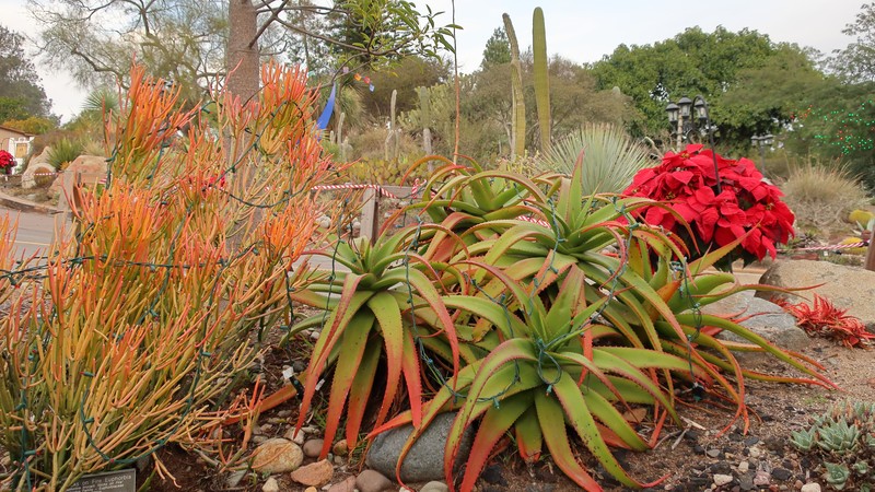 Euphorbia cameronii