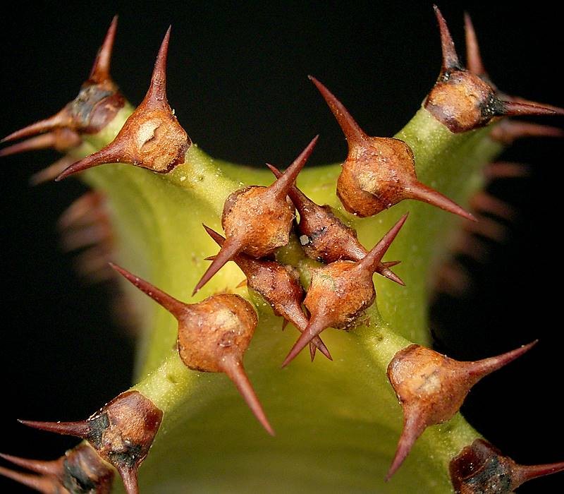 Euphorbia canariensis photo 2