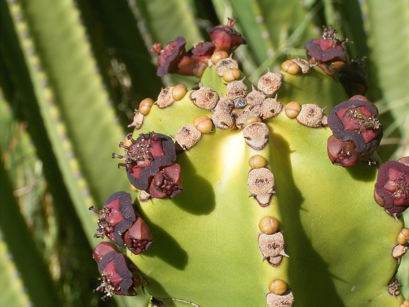 Euphorbia canariensis photo 3