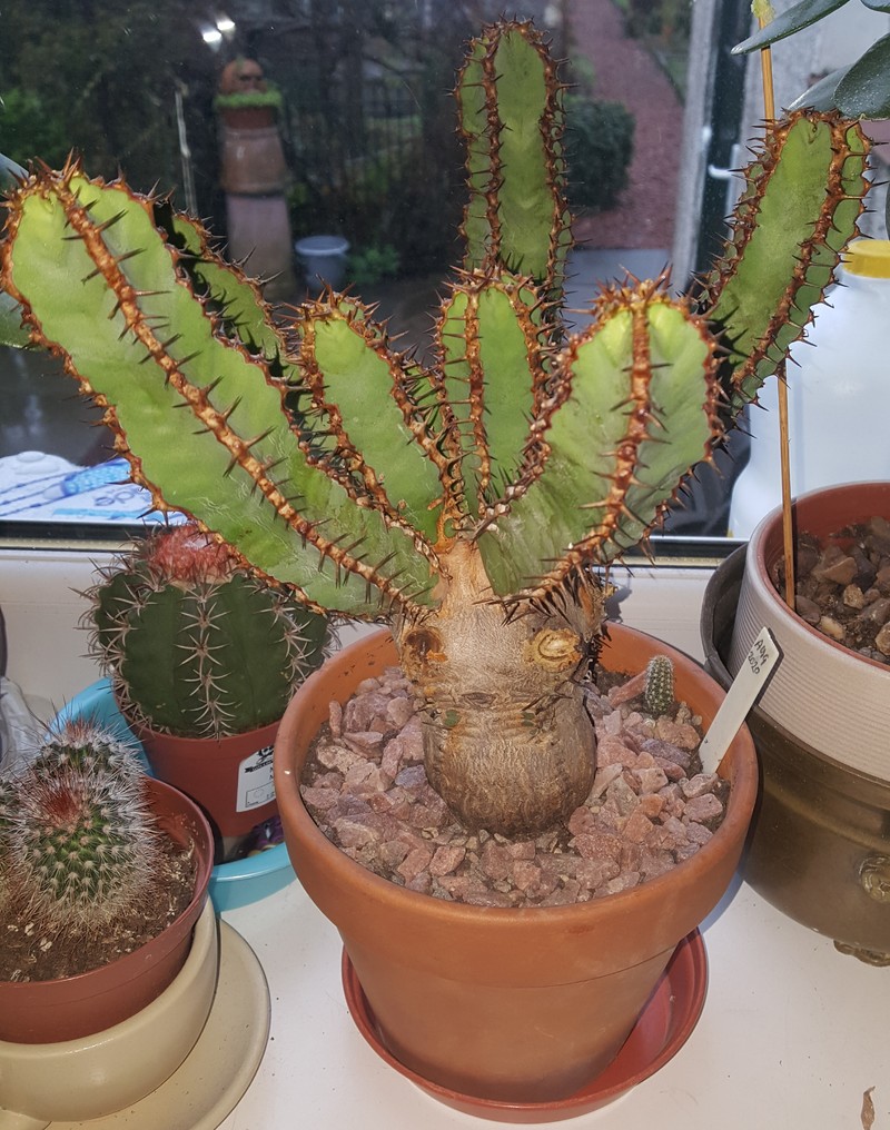 Euphorbia canariensis photo 4