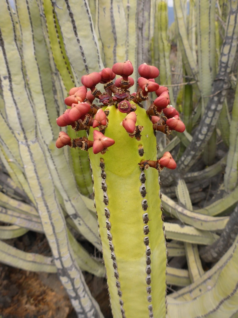 Euphorbia canariensis photo 6