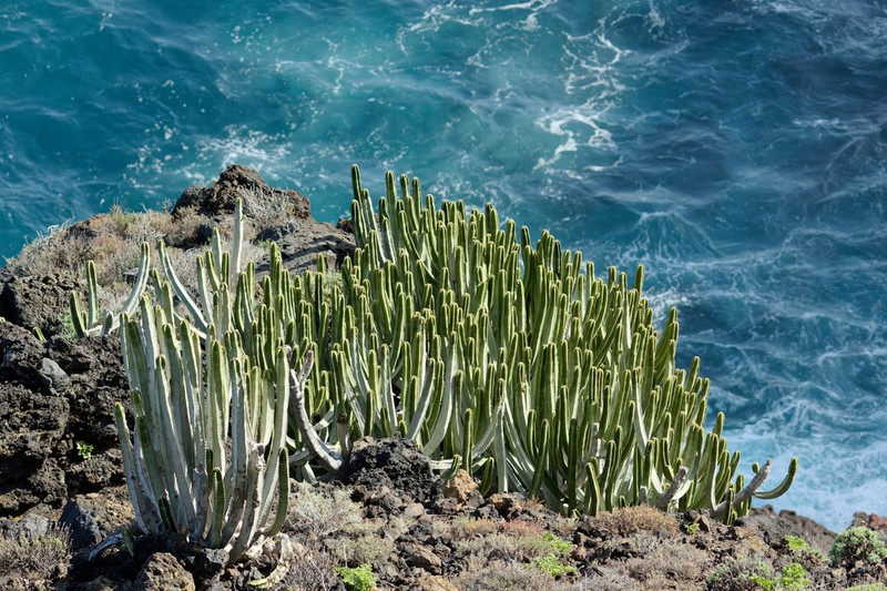 Euphorbia canariensis photo 7