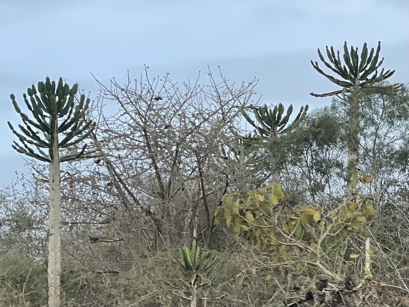 Euphorbia candelabrum photo 7
