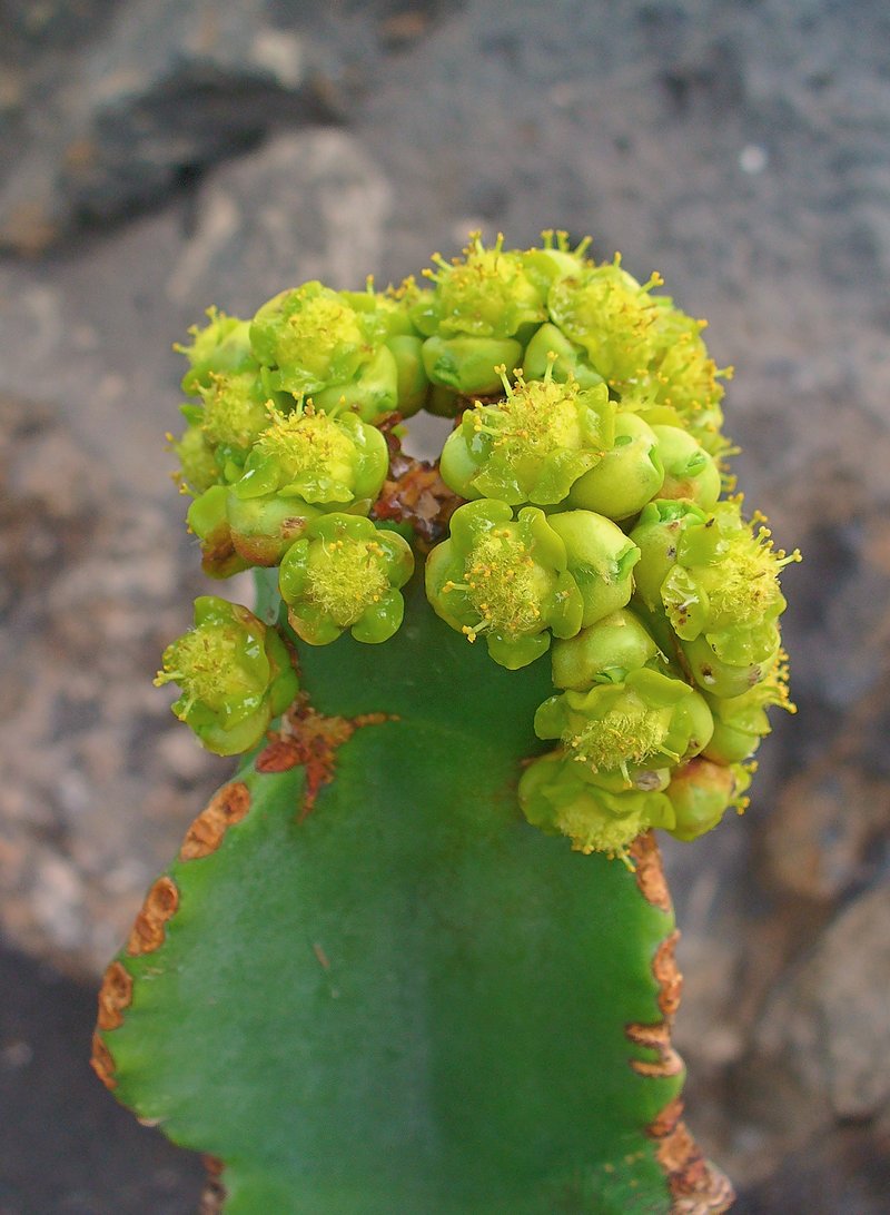 Euphorbia candelabrum photo 2