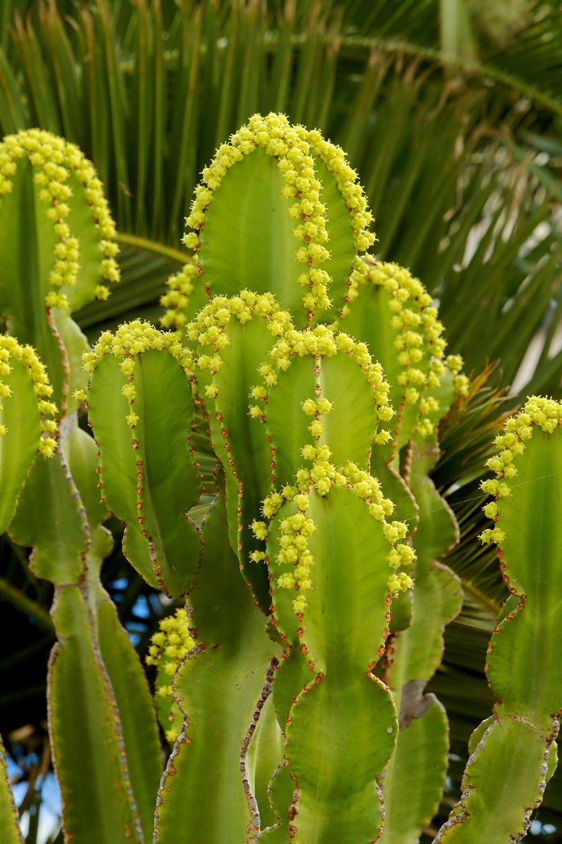 Euphorbia candelabrum photo 3