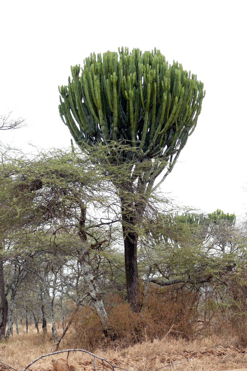 Euphorbia candelabrum photo 4
