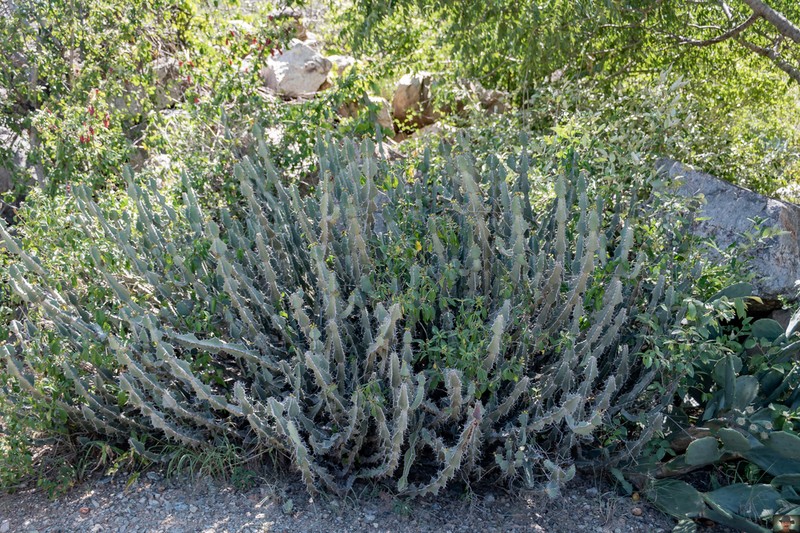 Euphorbia cannellii