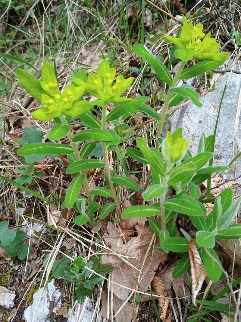 Euphorbia canuti