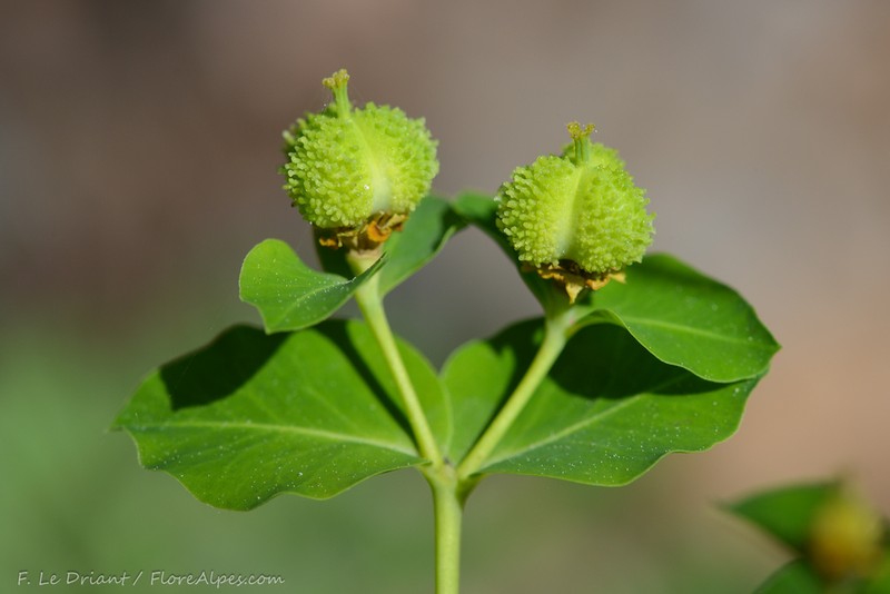 Euphorbia canuti photo 2
