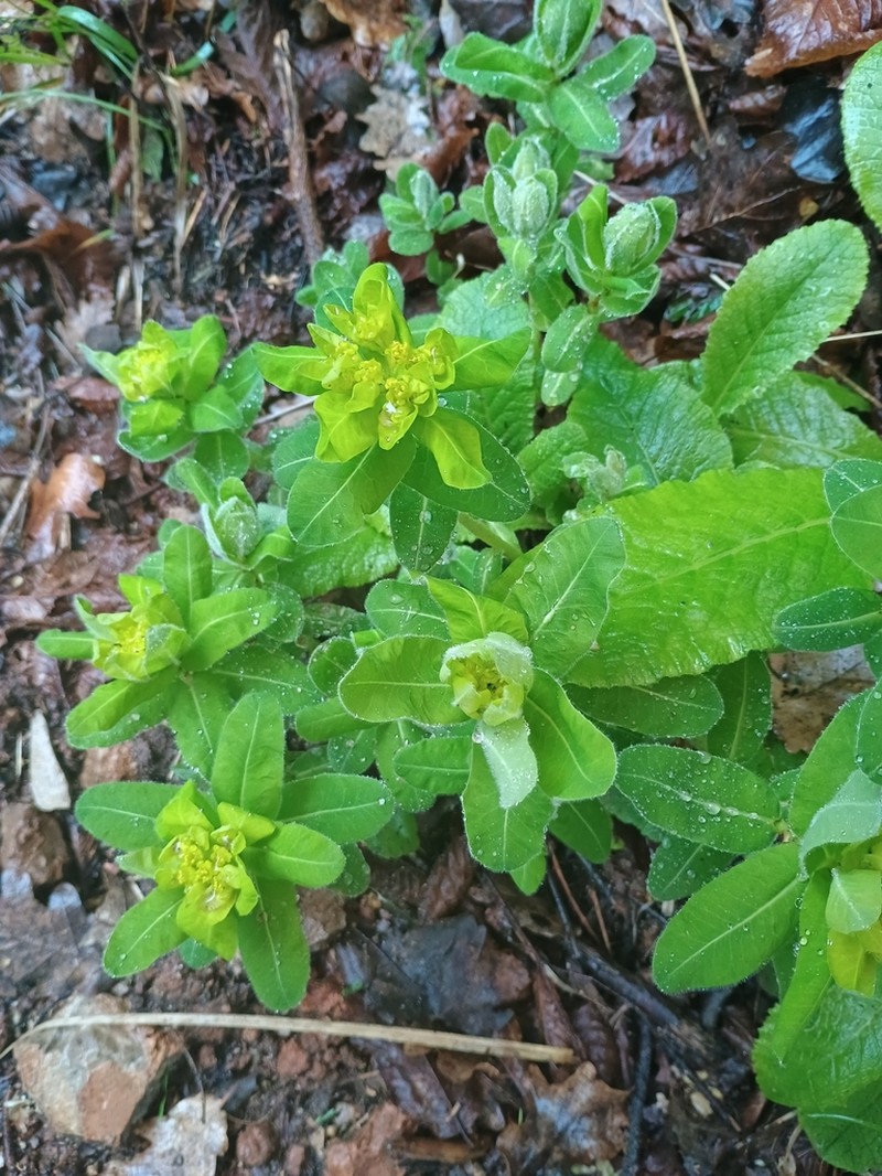 Euphorbia canuti photo 3