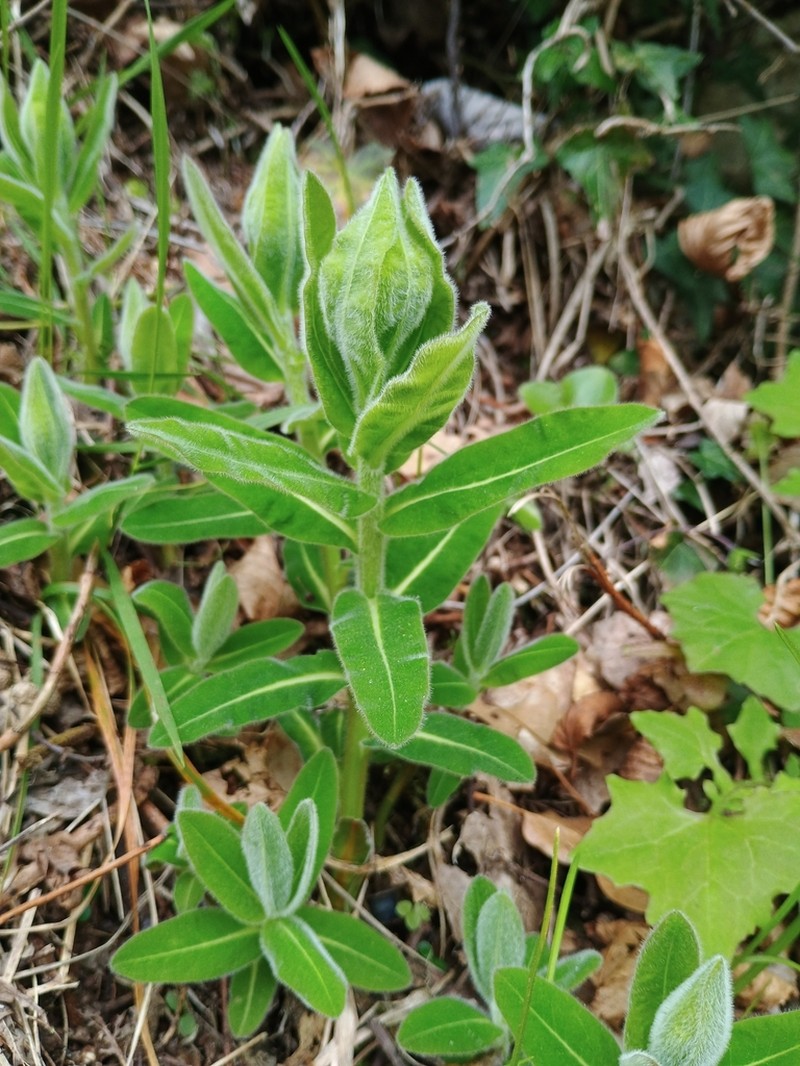Euphorbia canuti photo 4