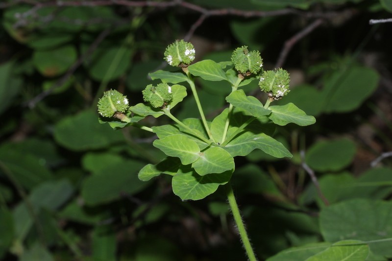Euphorbia canuti photo 5