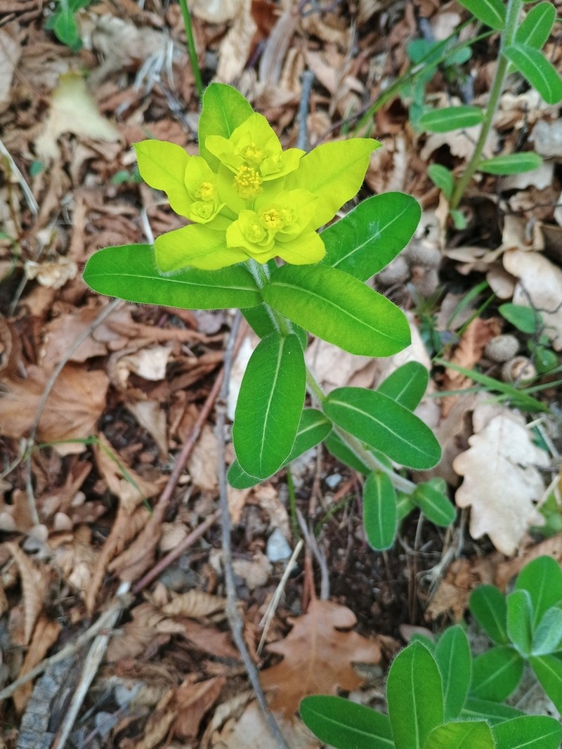 Euphorbia canuti photo 7