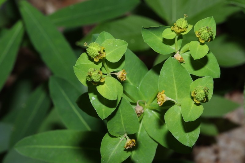 Euphorbia canuti photo 8