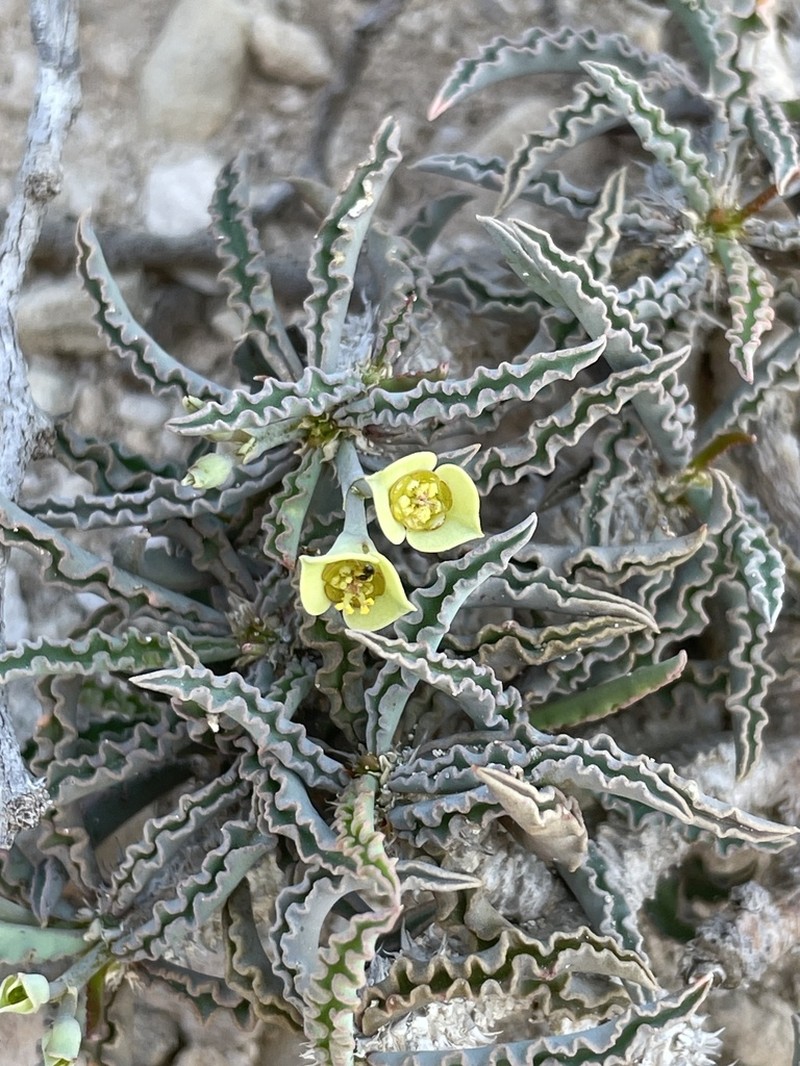 Euphorbia cap-saintemariensis