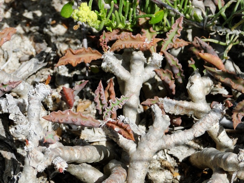 Euphorbia cap-saintemariensis photo 4