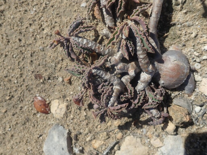 Euphorbia cap-saintemariensis photo 5