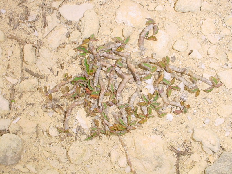 Euphorbia cap-saintemariensis photo 7