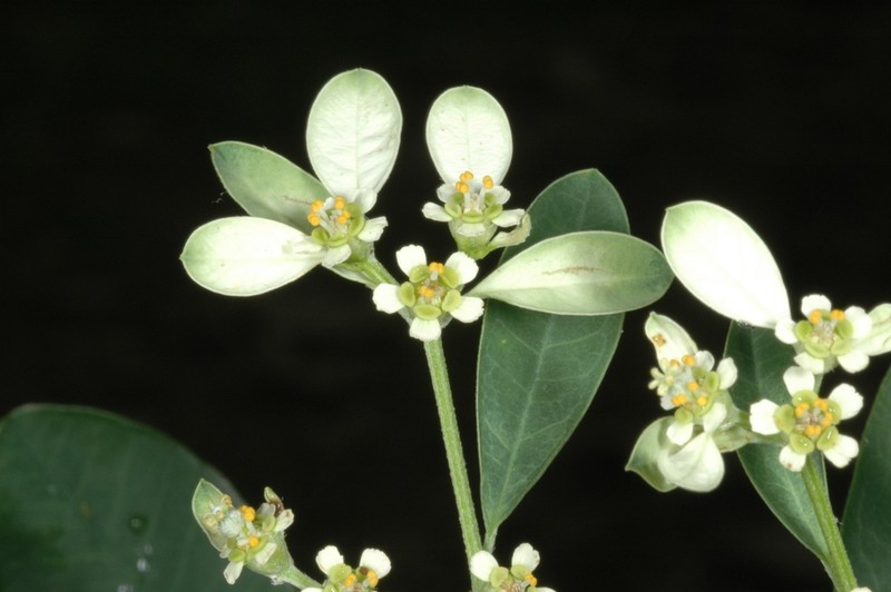 Euphorbia caperata