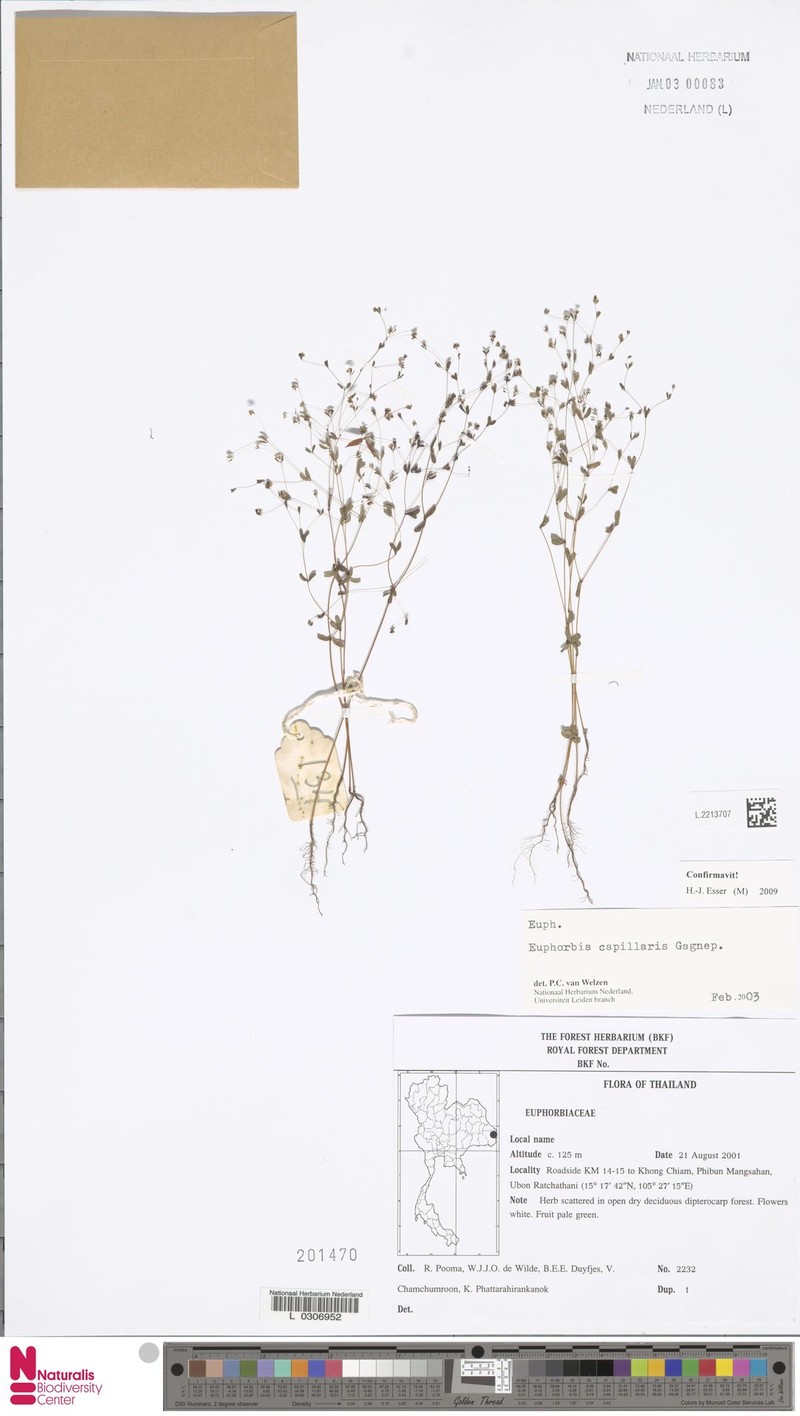 Euphorbia capillaris